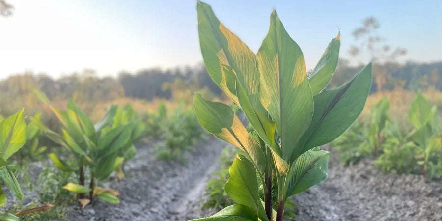 Black turmeric plants growing in the field at Ease Land Organic Farm, Florida