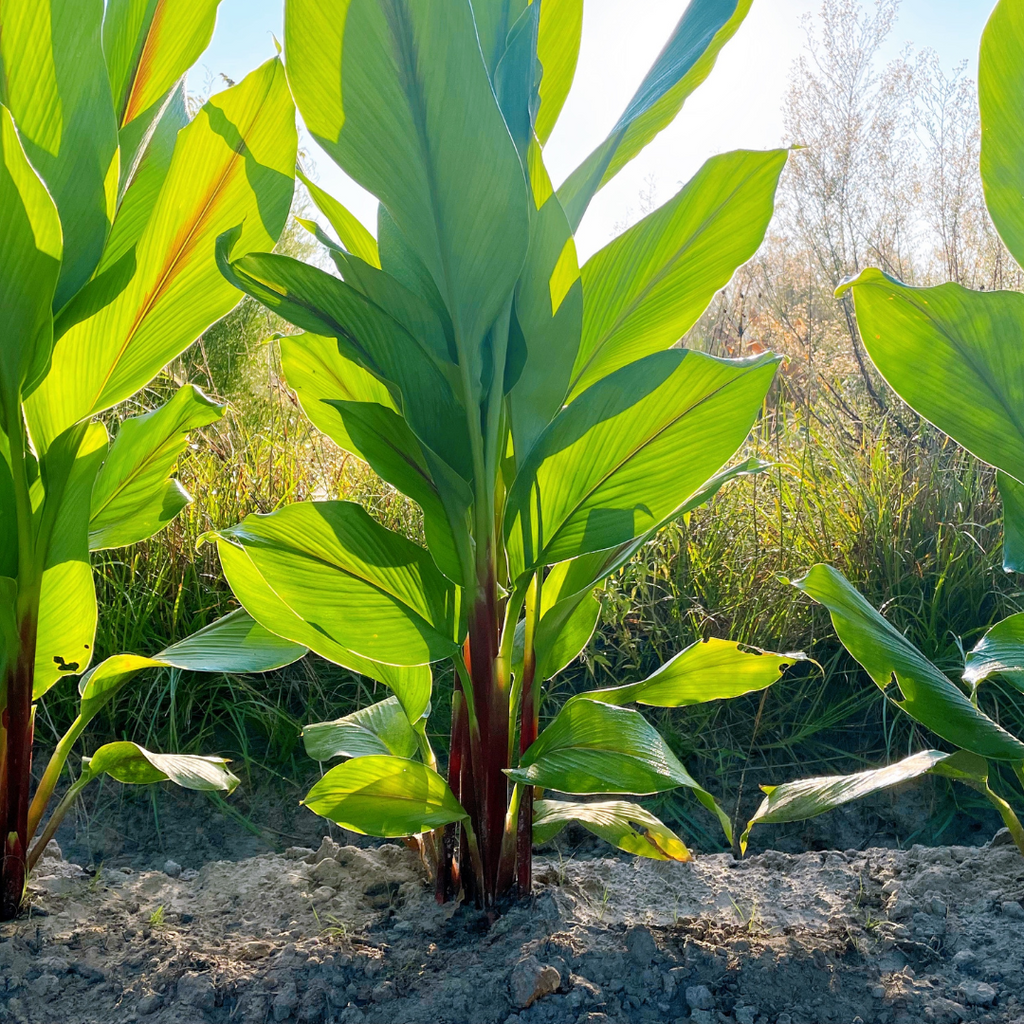 Black Turmeric: Our Beyond Clean Promise