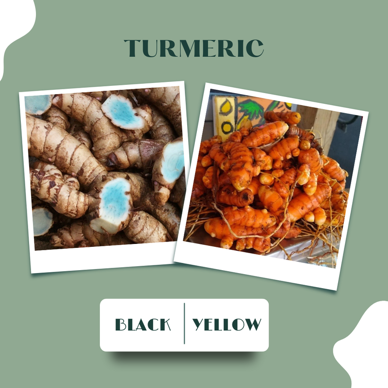 Black Turmeric vs. Yellow Turmeric: Which Is the Real Powerhouse?