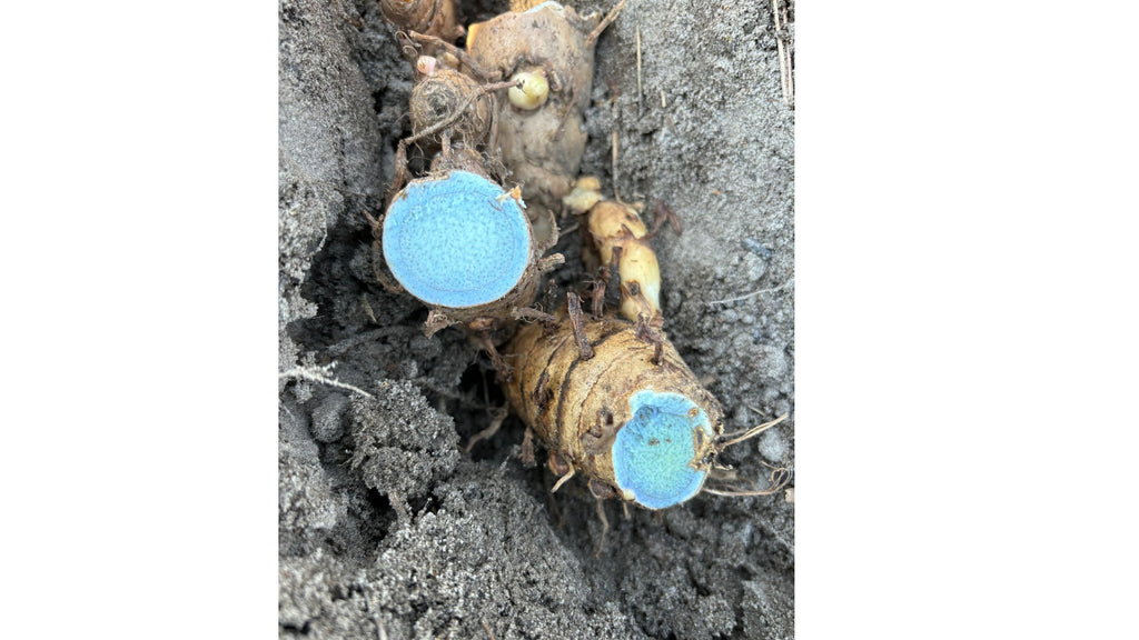 What Is Black Turmeric?  A Complete Beginner’s Guide to Curcuma caesia