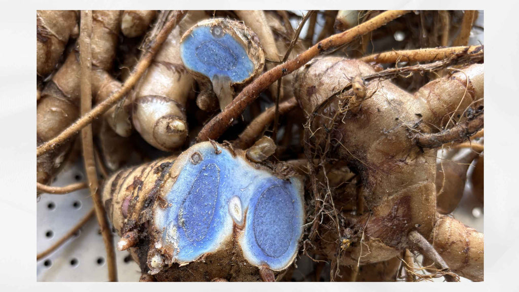 Where Does Black Turmeric Come From? Origins,  History, and Cultivation of Curcuma caesia