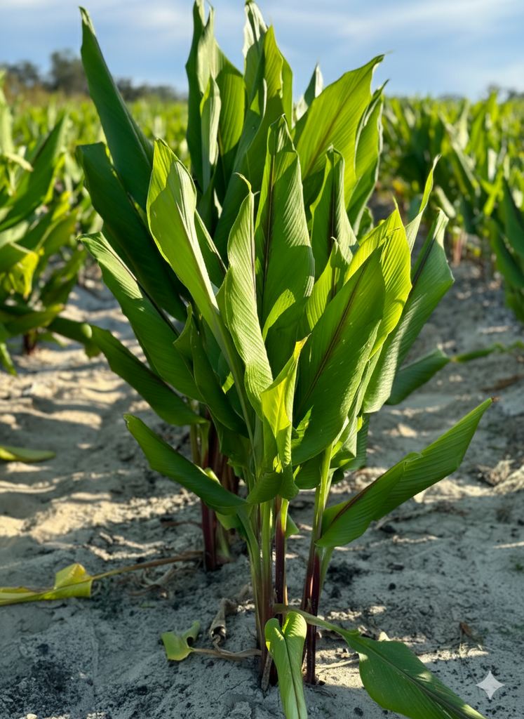 Reducing Waste in the Wellness Industry: Small-Batch Production Benefits