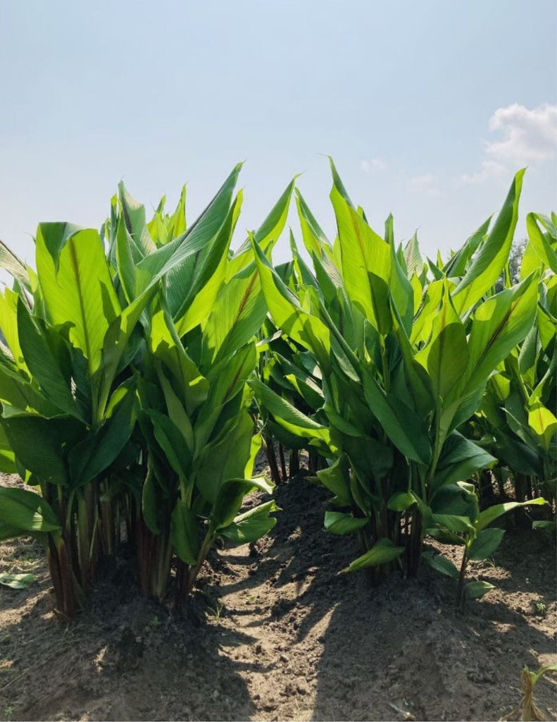How Long Does Black Turmeric Take to Grow? Growth Timeline & Harvest