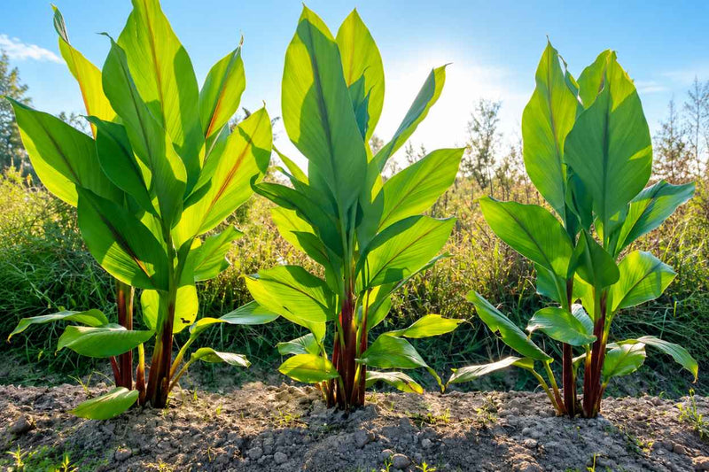 Black turmeric plants growing in a sunlit field in Live Oak, Florida, showing the broad green leaves and reddish stems of Curcuma caesia.