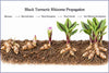 Growing Black Turmeric From Rhizomes: How Curcuma caesia Is Propagated