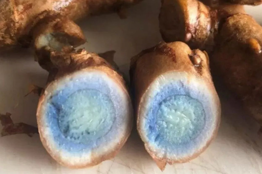 블랙 투메릭(강황_Curcuma caesia) 에센셜 가이드 | New Universe Food