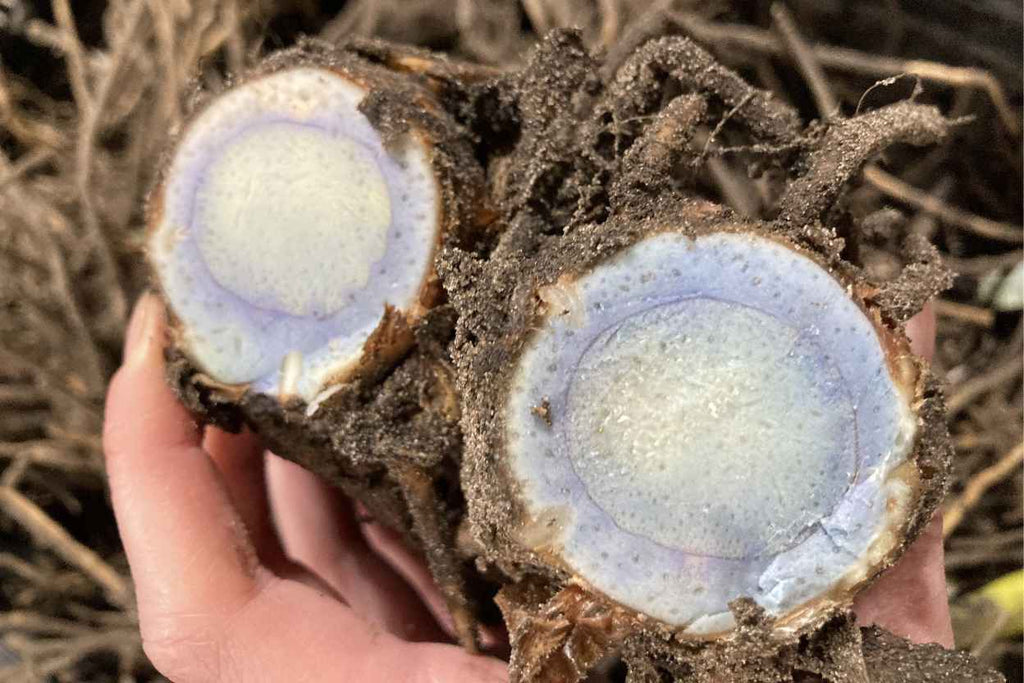 What Research Says About Black Turmeric: A Scientific Look at Curcuma caesia