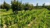How We Grow USDA Organic Black Turmeric in Florida: From Rhizome to Harvest