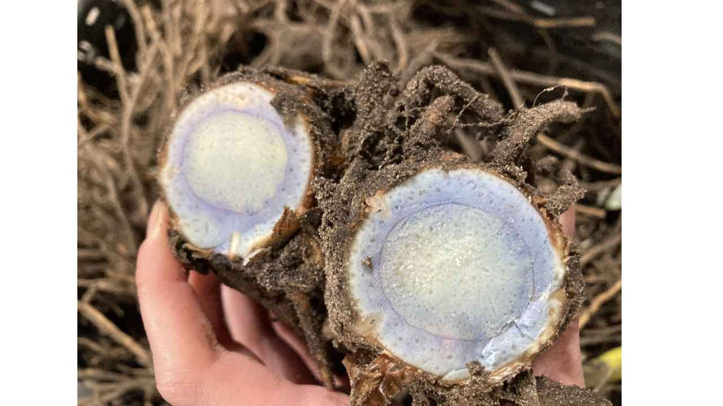 Why Is Black Turmeric Blue? The Science Behind Curcuma caesia's Unique Color