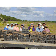 1 lb Organic Raw Black Turmeric