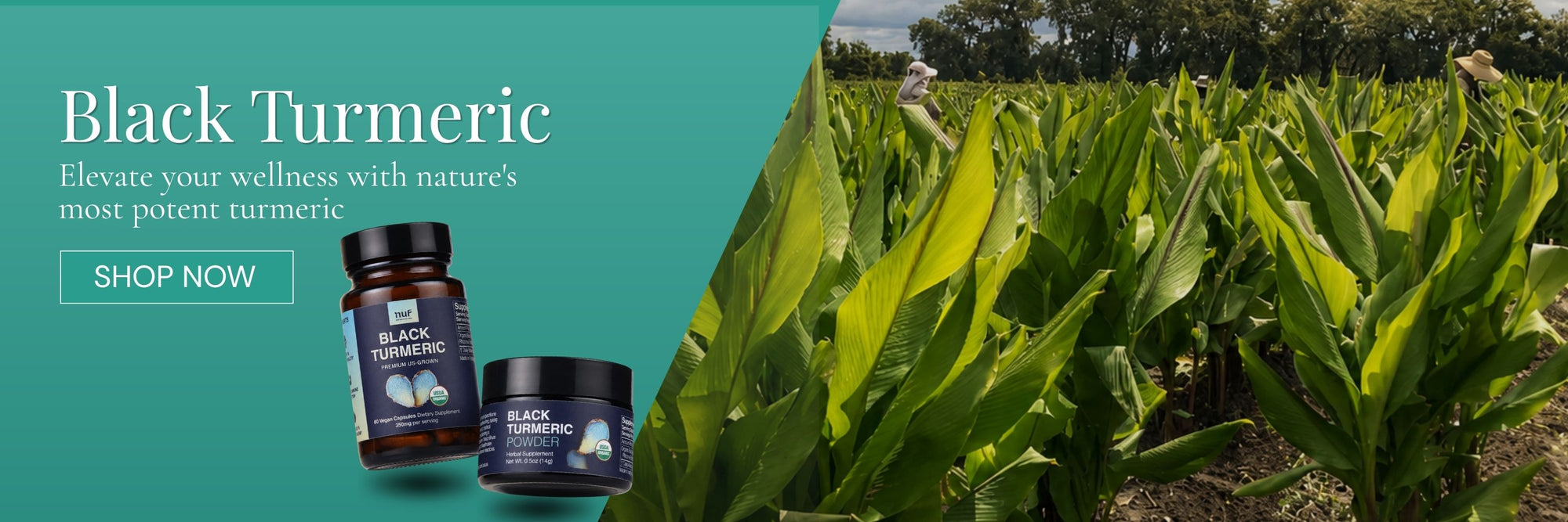 Black Turmeric Heroes