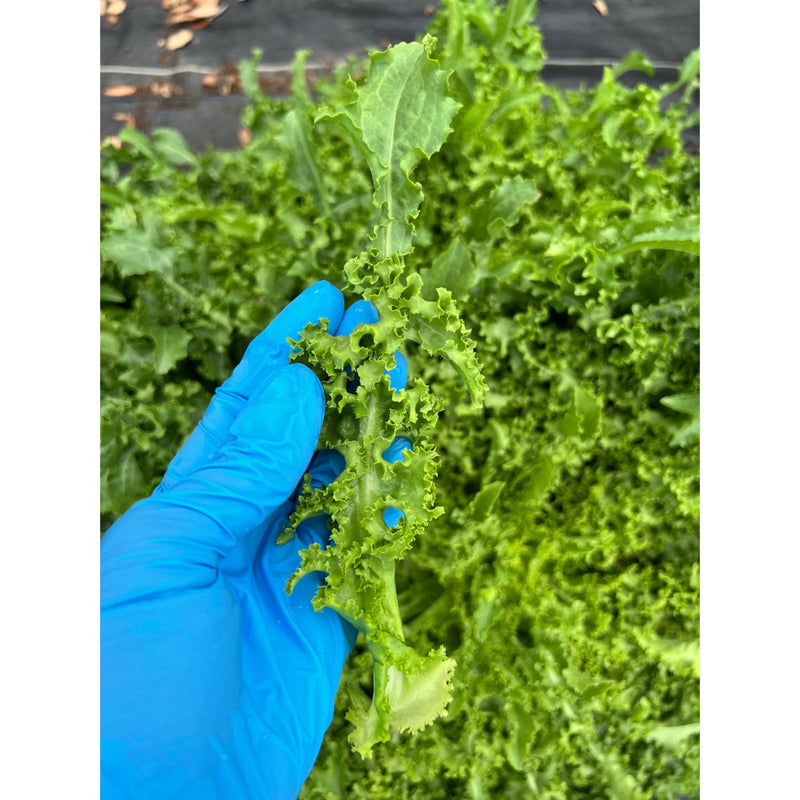Organic Curly Chicory — Fresh Bunch
