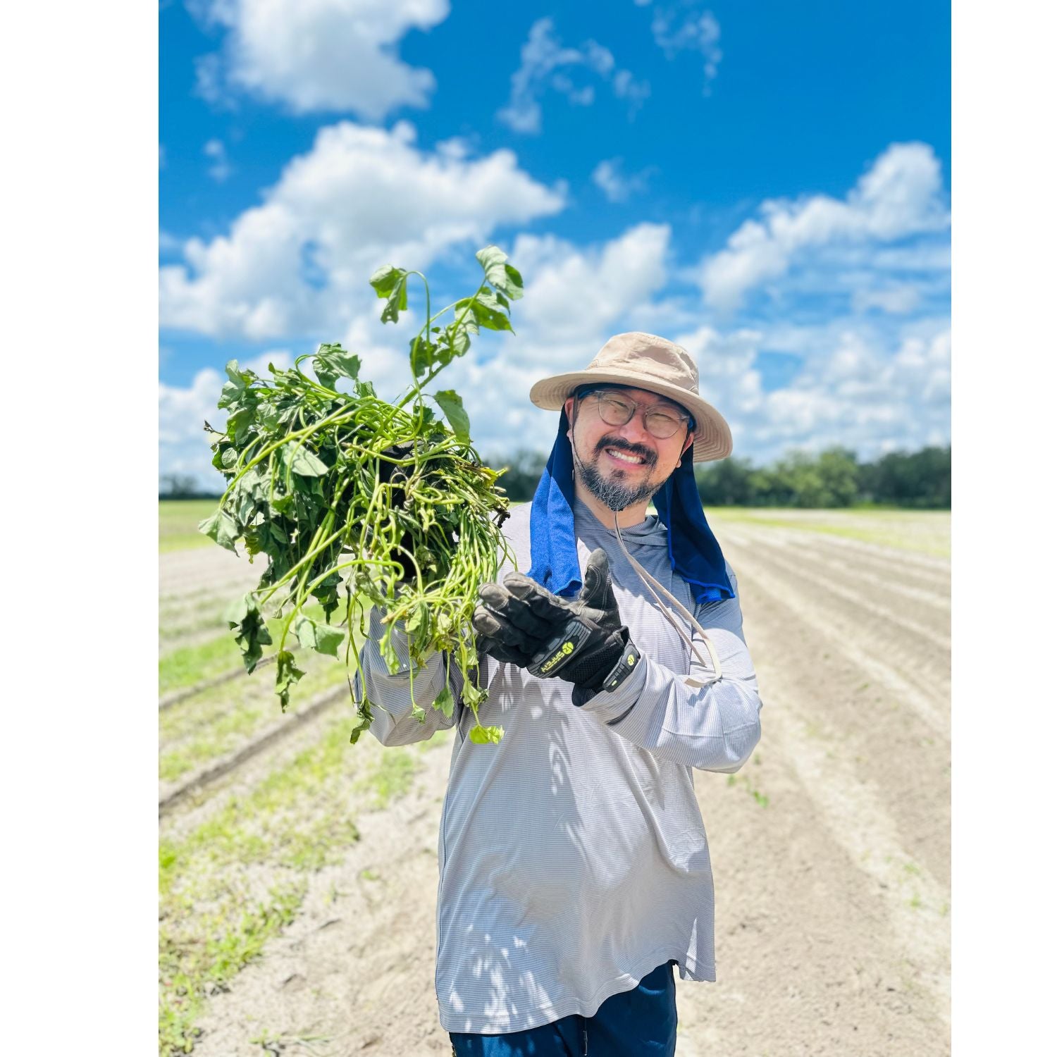 플로리다 농장 직송| 유기농 무라사키 자색고구마 순 | 나만의 텃밭 가꾸기