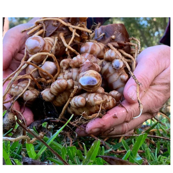 Hand holding a cluster of black turmeric rhizomes with roots, outdoors.