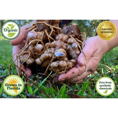 Hand holding a cluster of black turmeric rhizomes with roots, outdoors.
