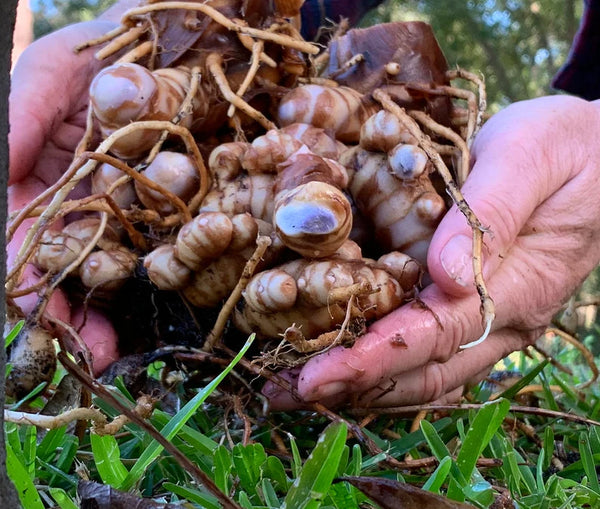 Black Turmeric Discovery