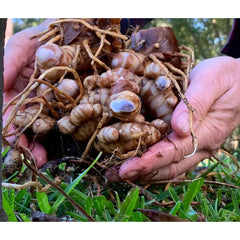 1 lb Organic Raw Black Turmeric