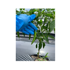 Organic Korean Green Chilli Peppers or Cheongyang-gochu 14 oz