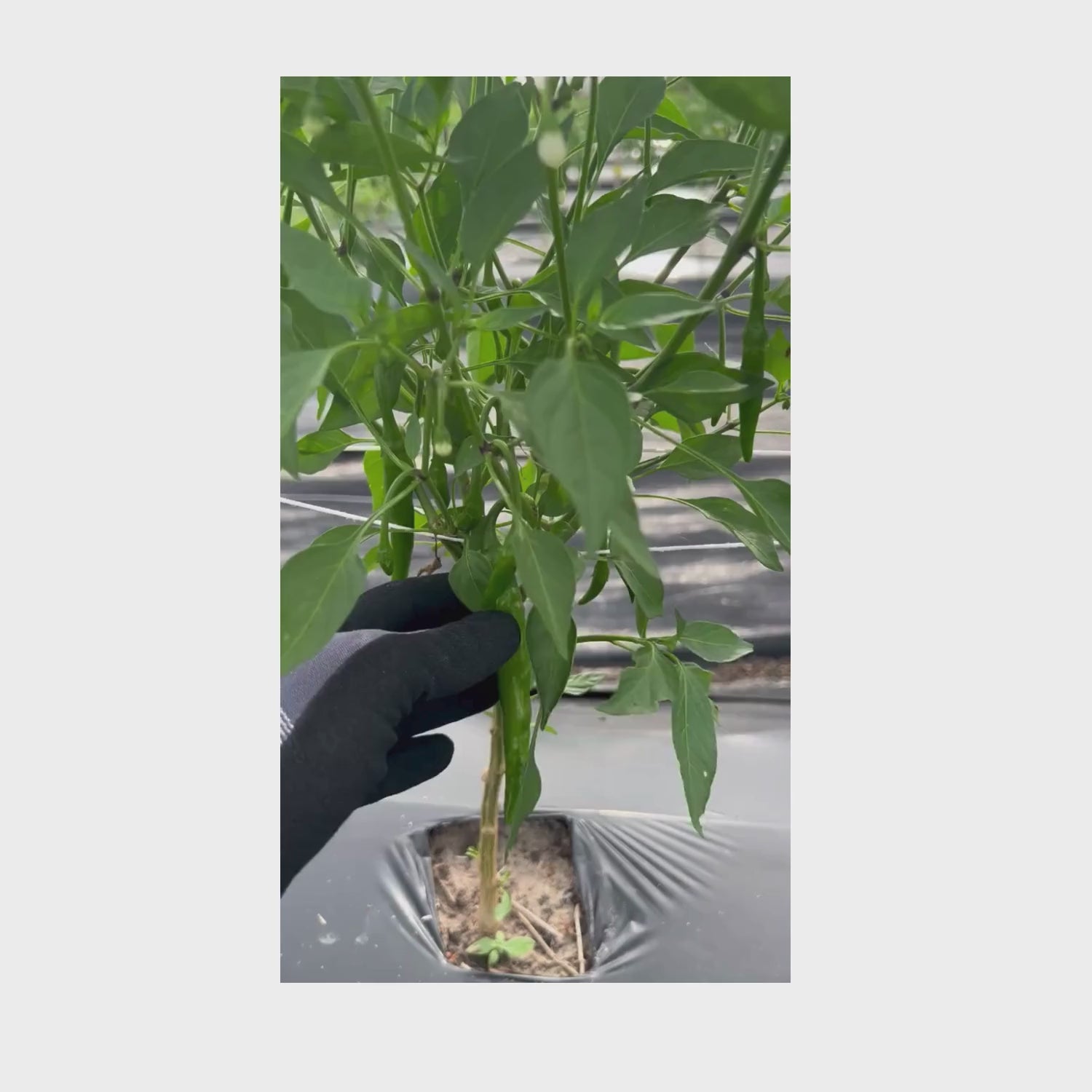Fresh Organic Asagi Peppers — Florida Grown — 1 lb