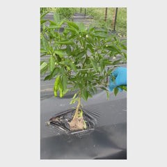 Fresh Organic Twisted Peppers | Grown on a USDA Certified Organic Farm in Florida — 1 lb