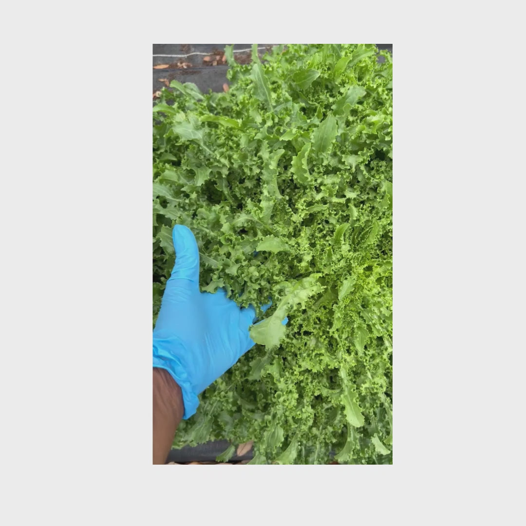 Organic Curly Chicory — Fresh Bunch