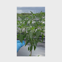 Organic Korean Green Chilli Peppers or Cheongyang-gochu 14 oz