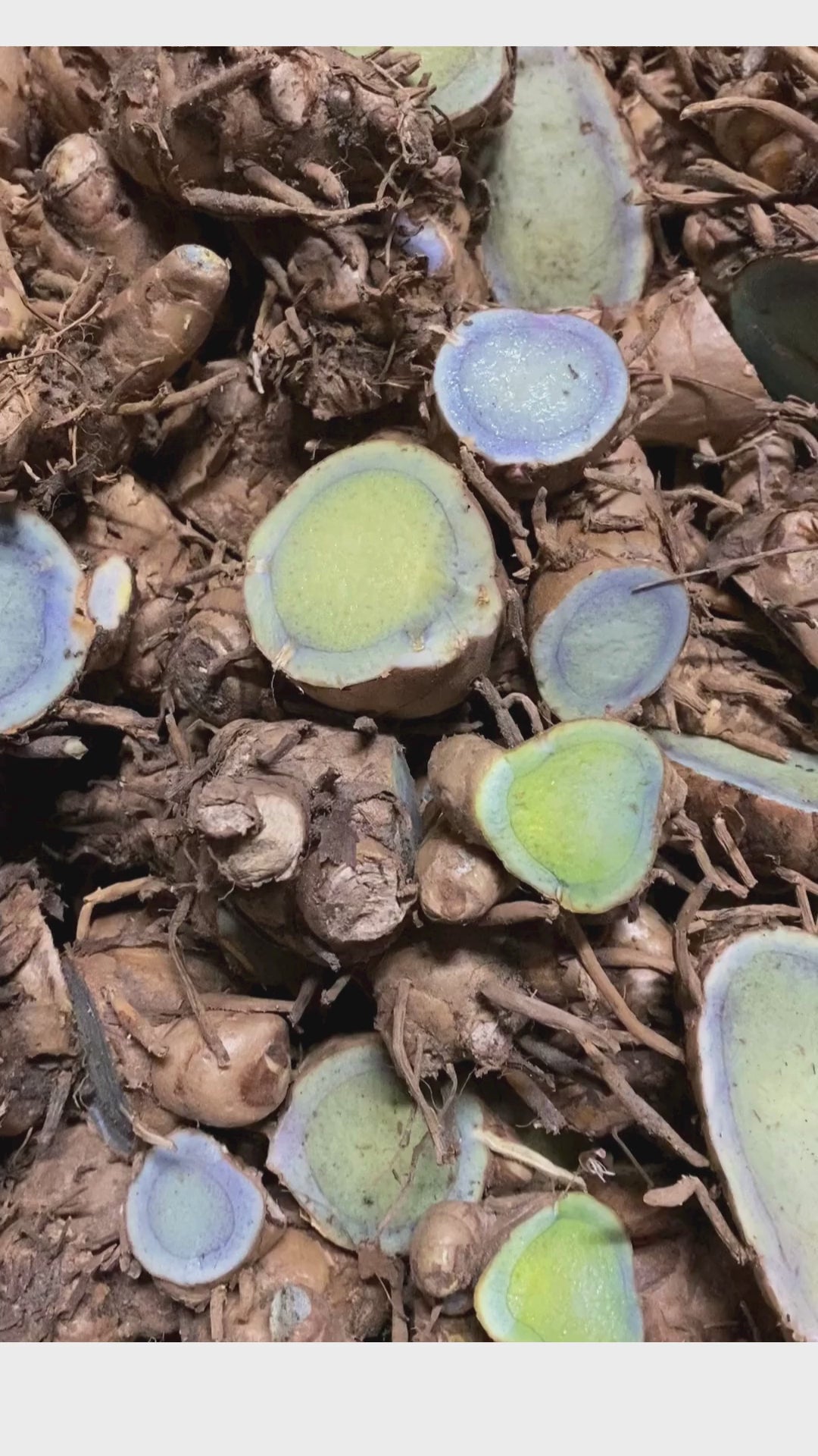 생 검은 강황 - 2025년 겨울 출시 예정