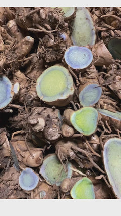 생 검은 강황 - 2025년 겨울 출시 예정