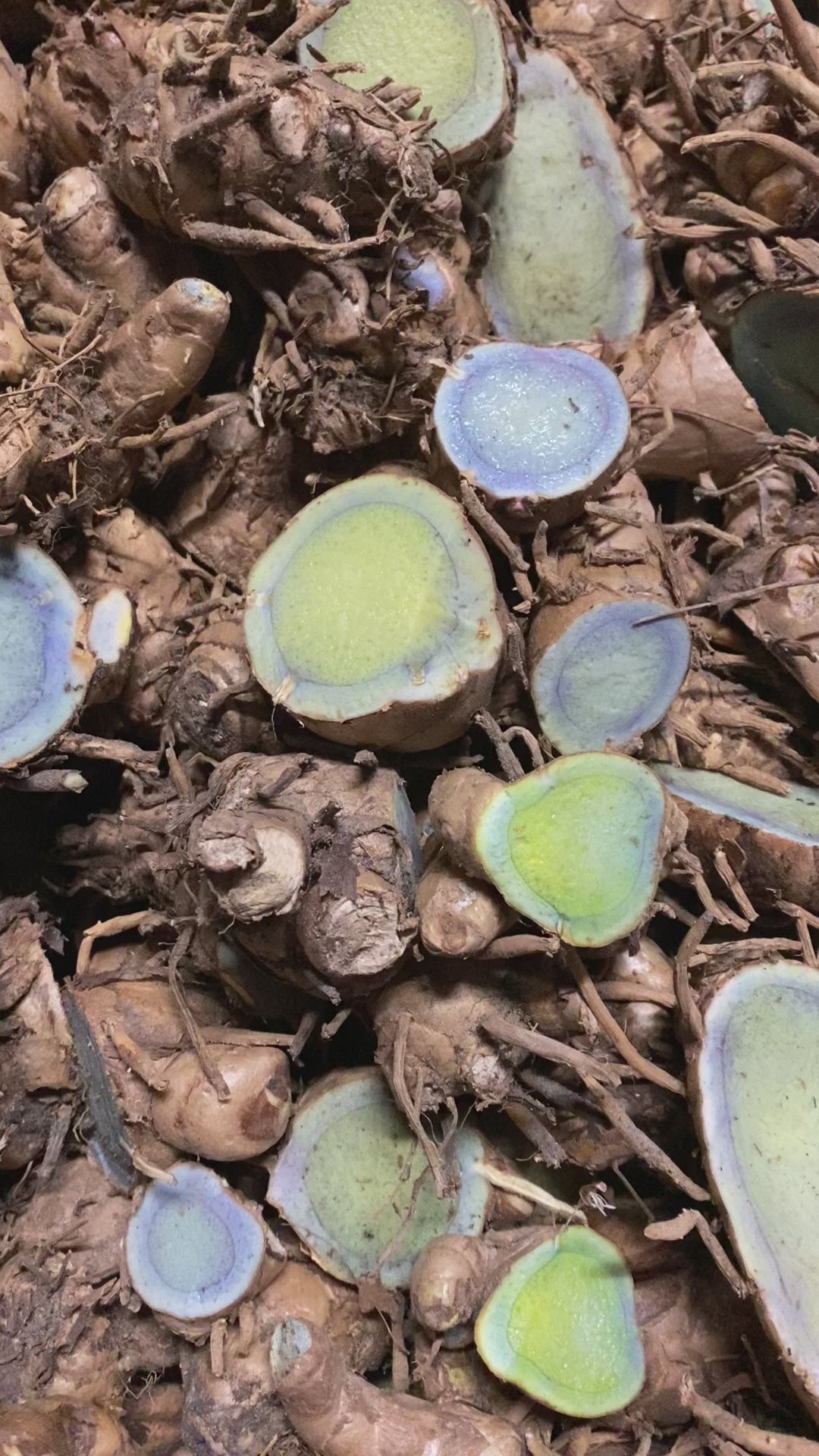 1 lb Organic Raw Black Turmeric