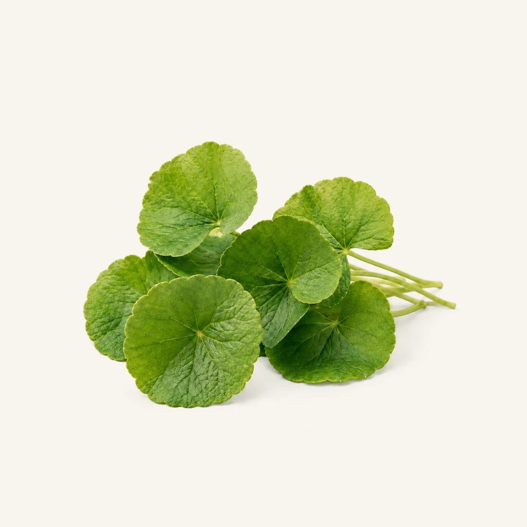 CENTELLA featured in the BT Beauty botanical blend