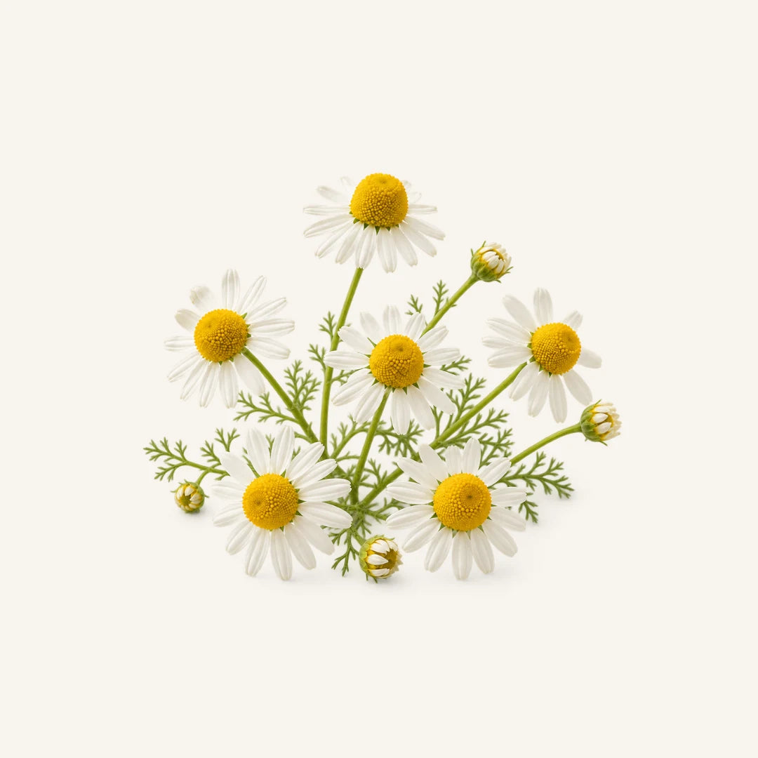 CHAMOMILE featured in the BT Beauty botanical blend