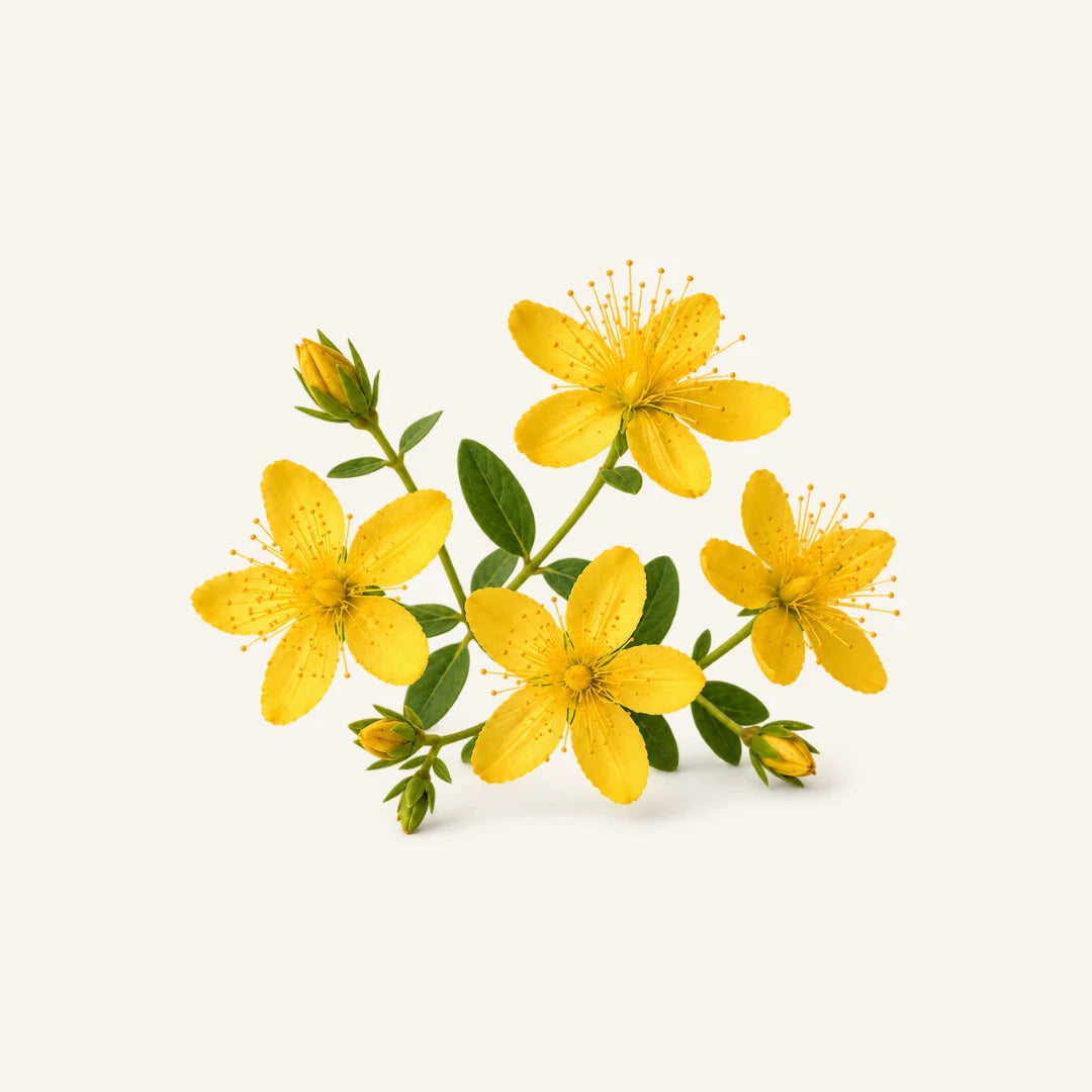ST. JOHN'S WORT featured in the BT Beauty botanical blend