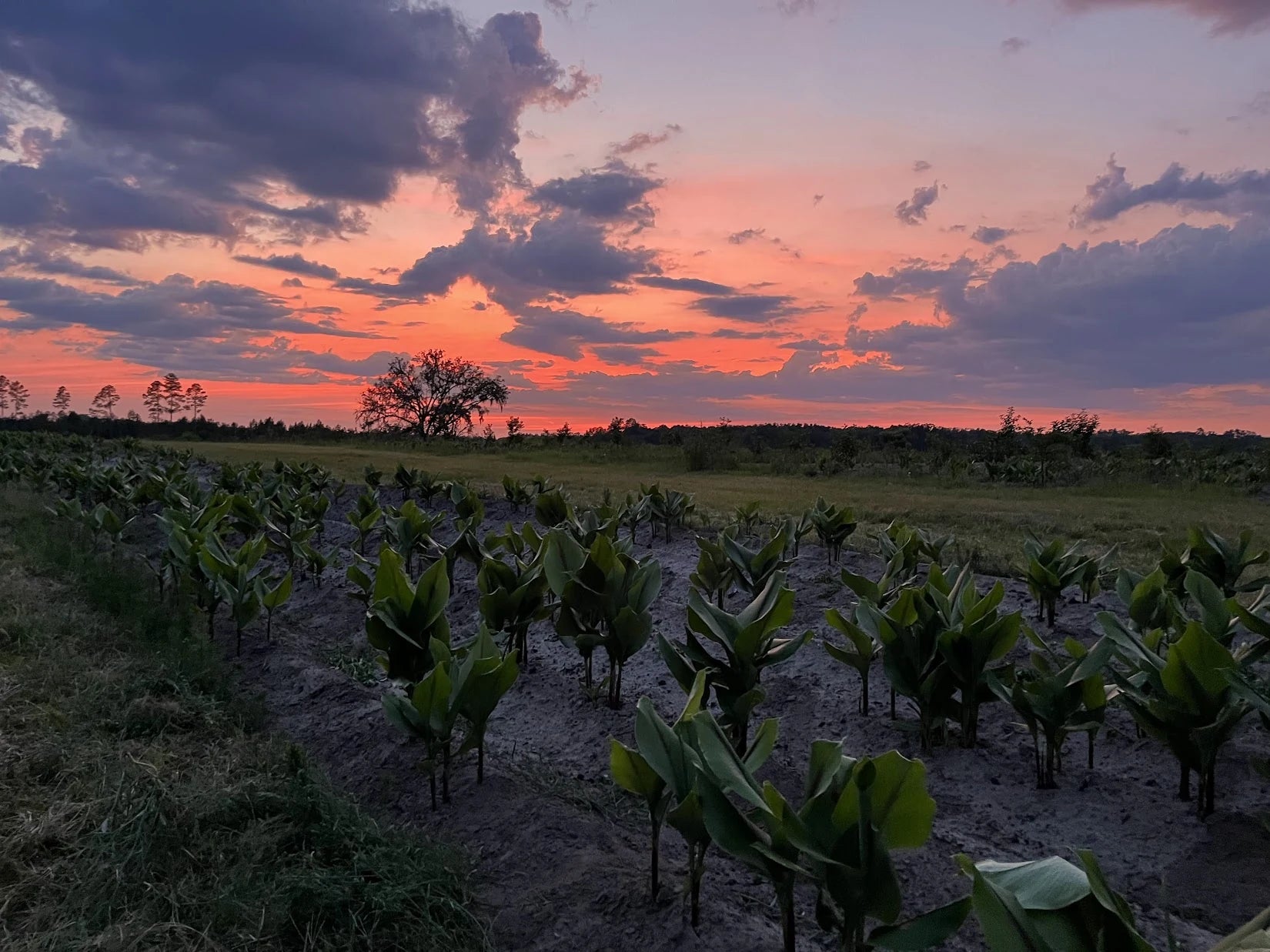 Black turmeric plant at sunset